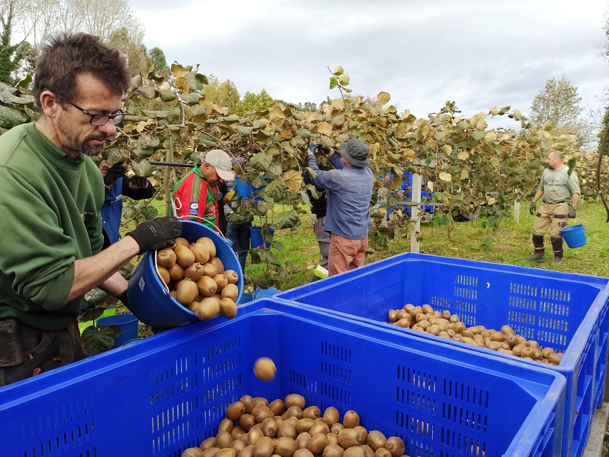 Así es la campaña de recogida del kiwi en Pravia