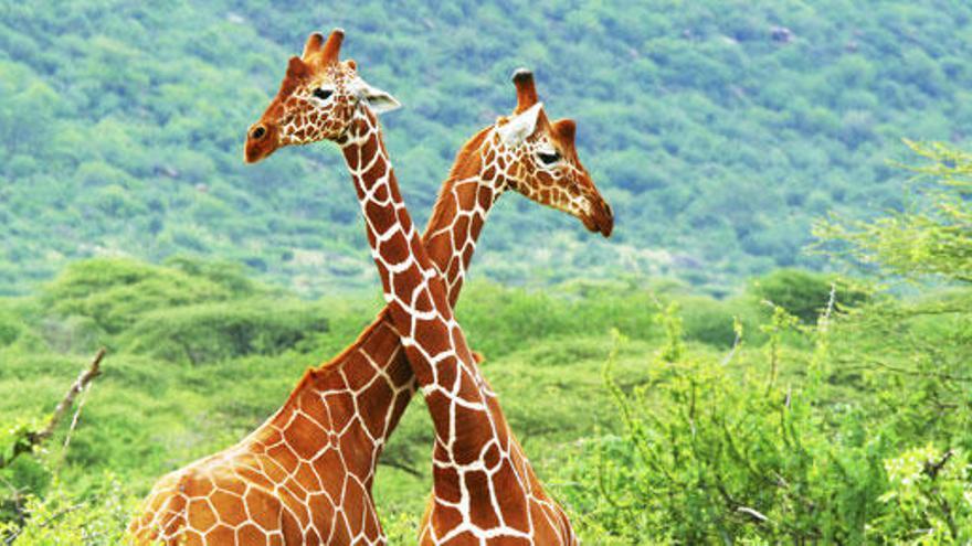 Las jirafas no han sido tan estudiadas como otras especies.