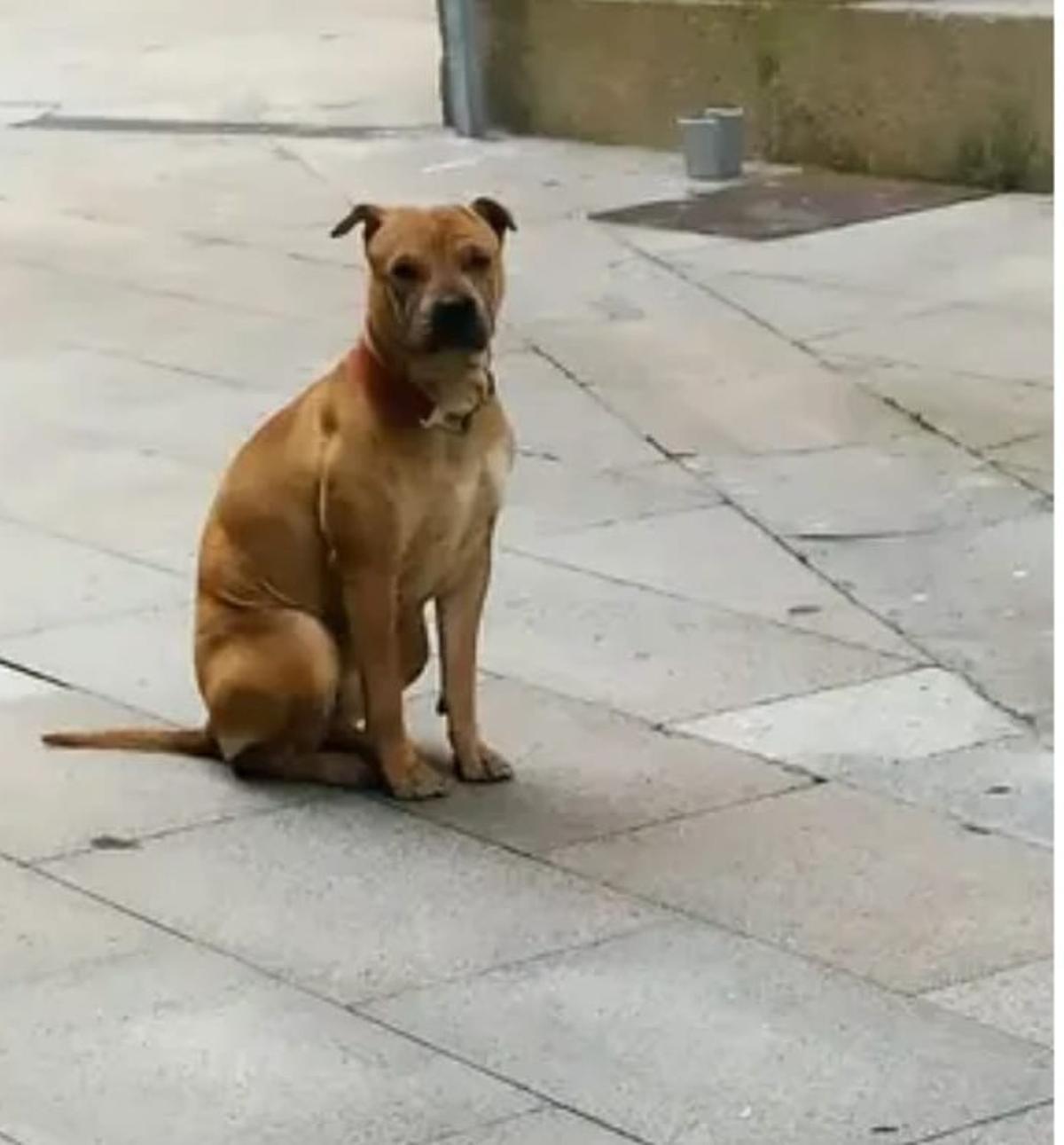 Los testigos y afectados por los ataques de ese cruce de pitbull coinciden en señalar a esta perra como Dona, la autora de las agresiones en el barrio.