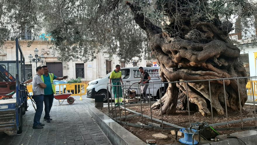 Una verja que protege el olivo de Cort con mensaje