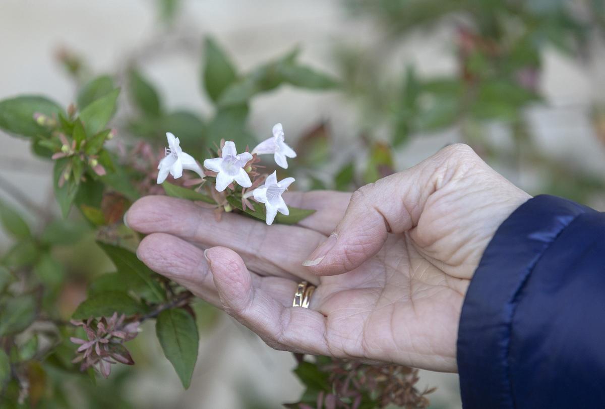 La Guía de flora ornamental del campus de Elche de la UMH reúne más de 200 especies vegetales diferentes