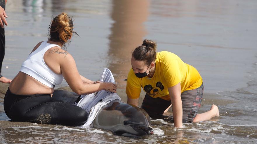 Rescatan a un delfín varado en la playa de la Misericordia