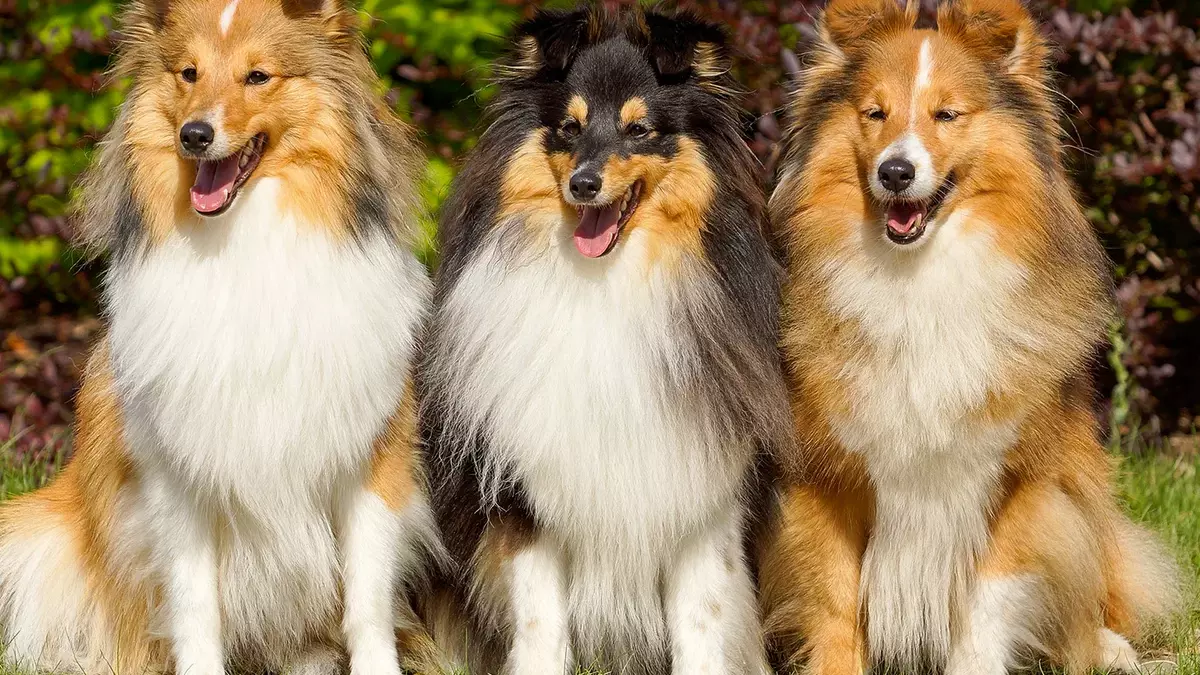 Collie de pelo largo.