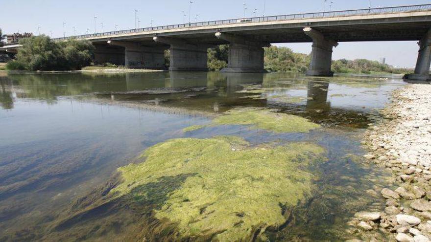 La retirada de algas irá en la contrata de las zonas verdes