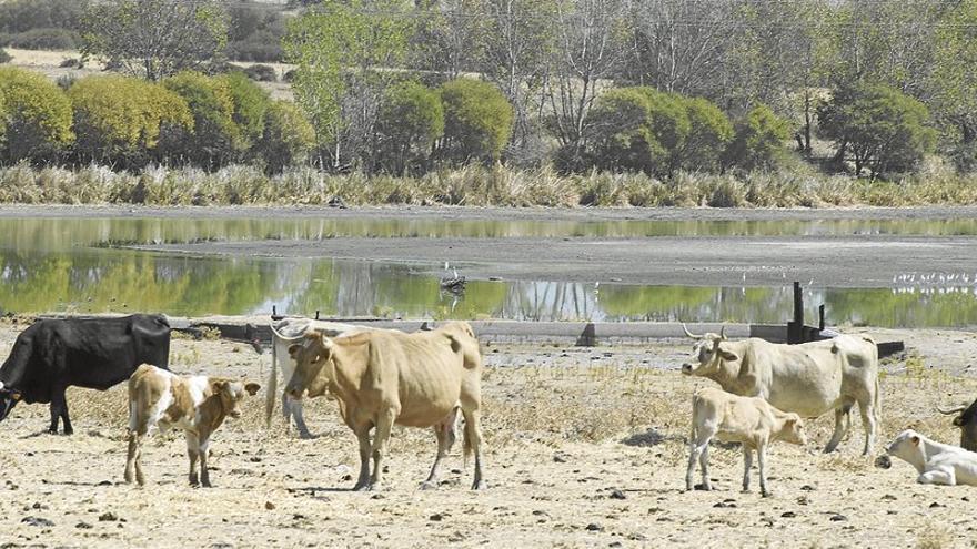 Tragsatec ha reclamado 83 veterinarios eventuales para Extremadura tras despedir a 35 de la plantilla