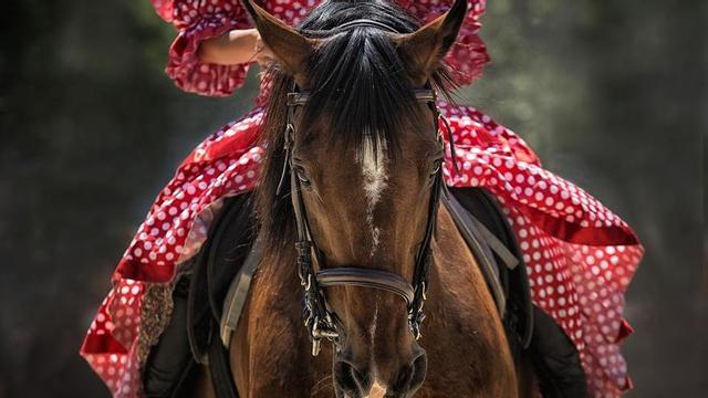 Caballos que mueren en fiestas populares