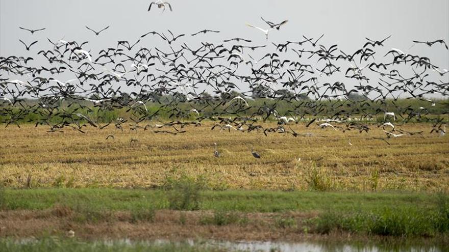 SOS en el delta del Ebro