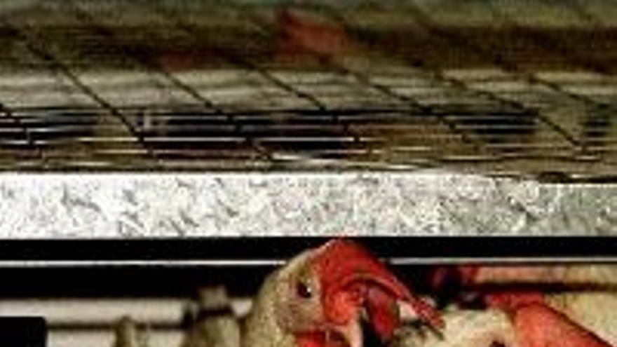 Cedillo retrasa la apertura de una granja de pollos