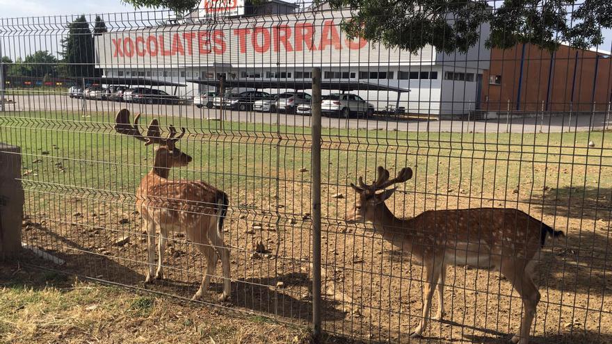 Dues daines a l&#039;exterior de la fàbrica de Xocolates Torras de Cornellà del Terri