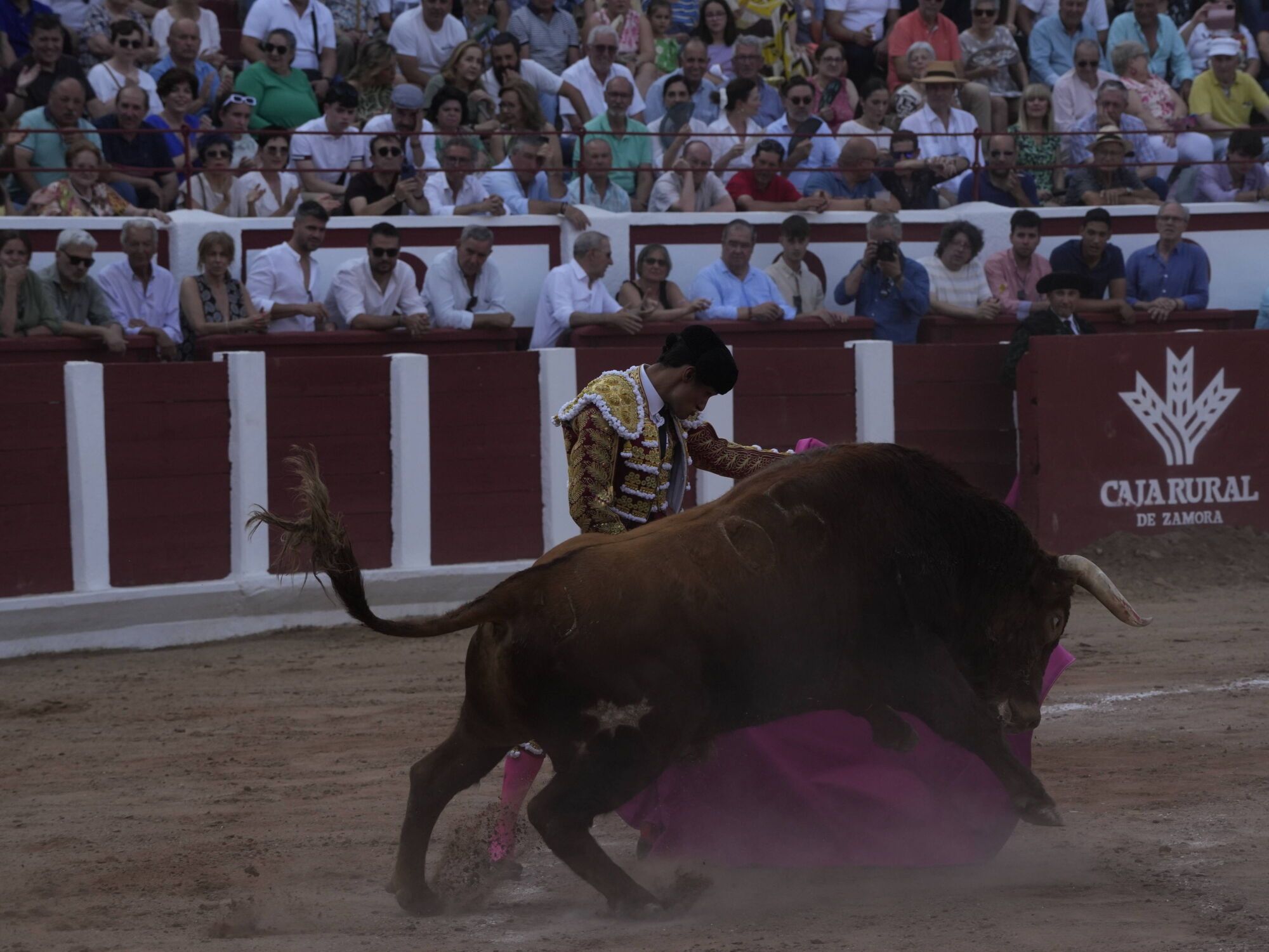 Las mejores imágenes de la feria taurina de San Pedro en Zamora.