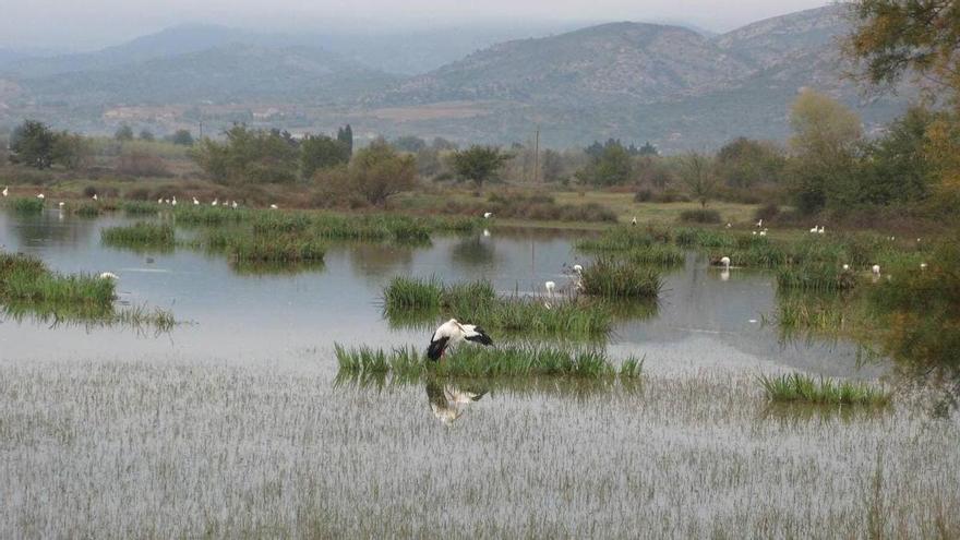 Acció Climàtica detecta un nou focus d&#039;influència aviària en una cigonya morta als Aiguamolls