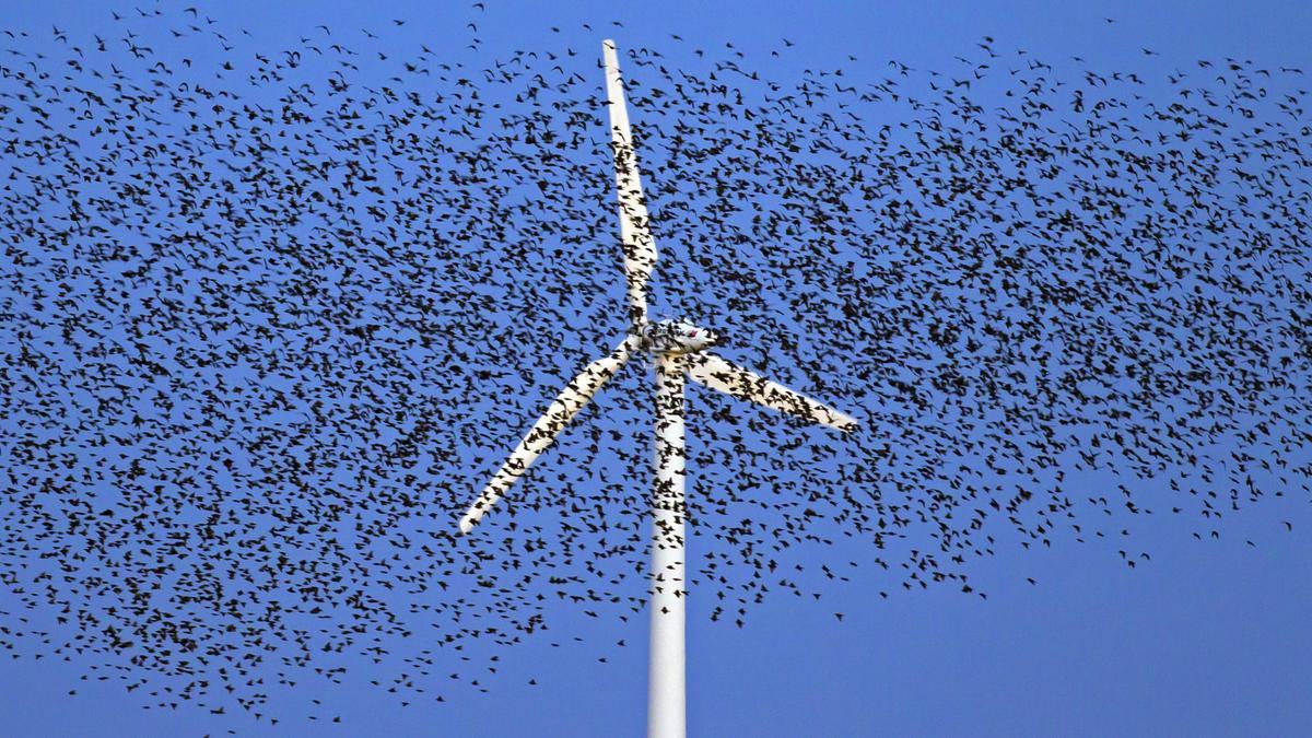 Una gran bandada de estorninos comunes vuela junto a una turbina eólica al atardecer.