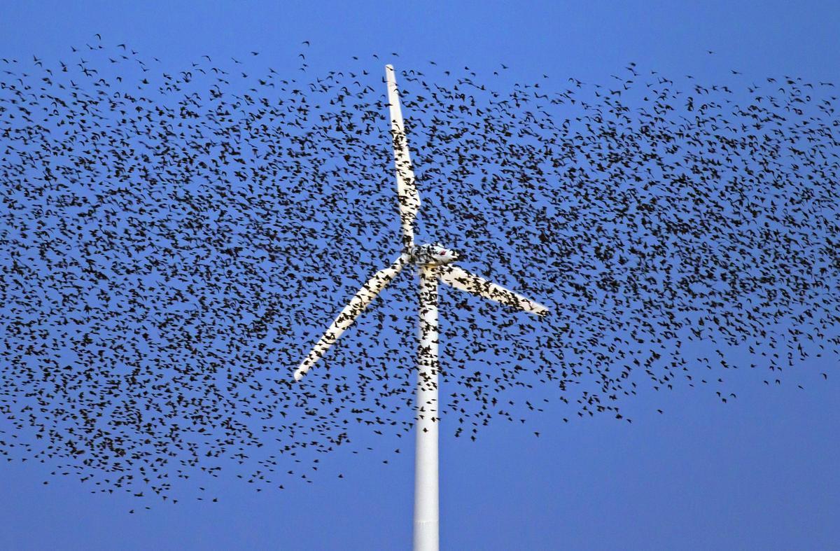 Una gran bandada de estorninos comunes vuela junto a una turbina eólica al atardecer.