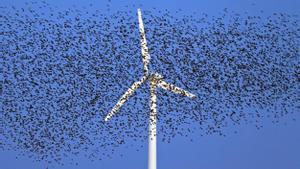 Una gran bandada de estorninos comunes vuela junto a una turbina eólica al atardecer.