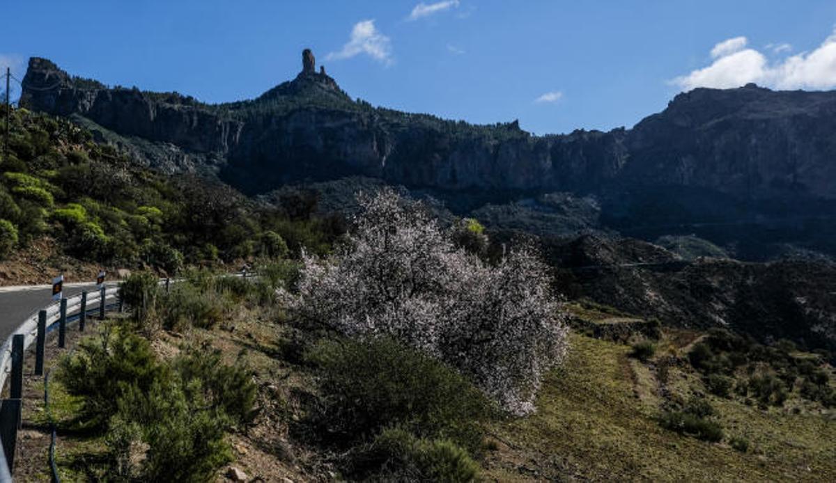 Los almendros auguran fiesta