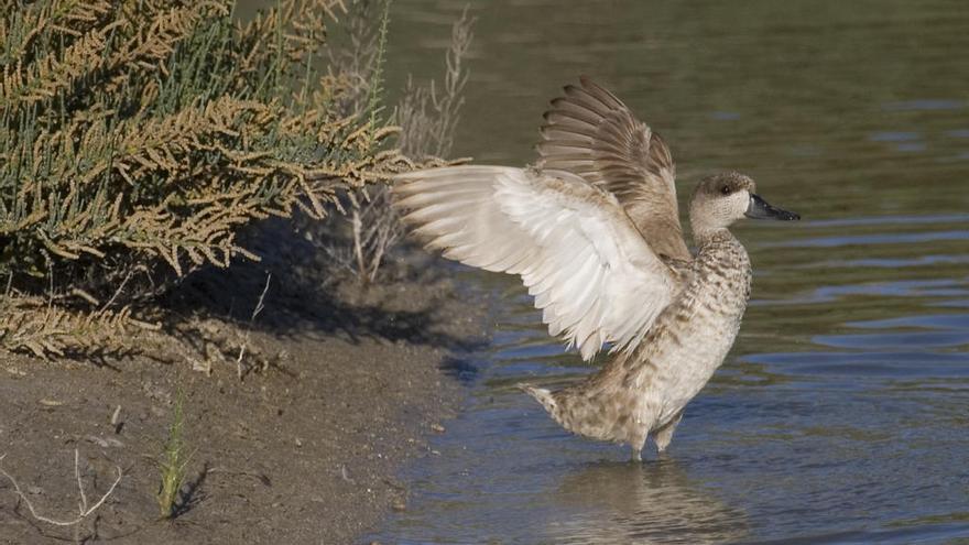 La cerceta pardilla, especie amenazada en España y Europa, vuelve a observarse en Agua Amarga