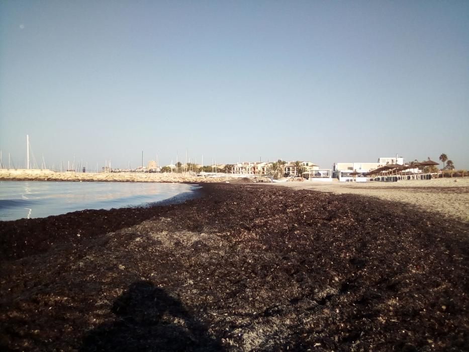 Continúa la retirada de posidonia con excavadoras: ahora, sa Ràpita