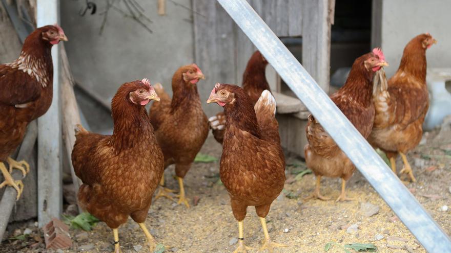 La gripe aviar confina todas las gallinas canarias