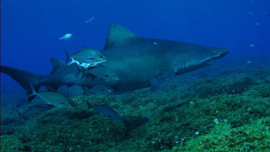 Tiburón solrayo en el Mar de las Calmas.