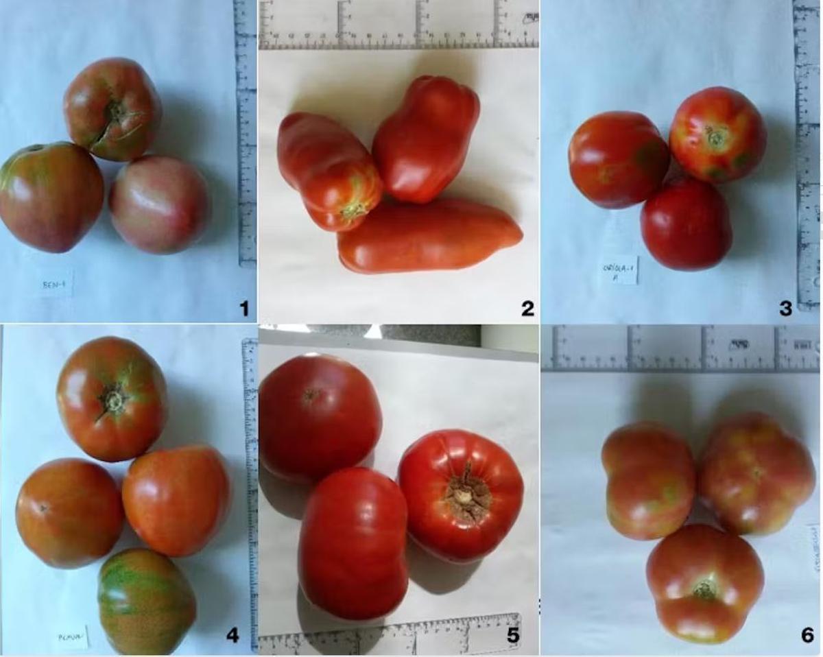 Frutos de tomate de variedades tradicionales de tomate. 1, ‘Tomata Valenciana Rosada de la Vall d’Albaida’ (BOC2); 2, ‘Tomata del Pebre de la Vall d’Albaida’ (FONT1); 3, ‘Tomata De Borseta’ (ORI1); 4, ‘Tomata Valenciana’ (PIC1); 5, ‘Tomata Roja PlanRia’ (REQ2); 6, ‘Tomata De Penjar’ (VIST1).