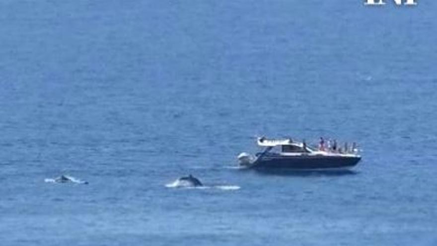 Avistamiento de delfines mulares frente a las costas de Torrevieja