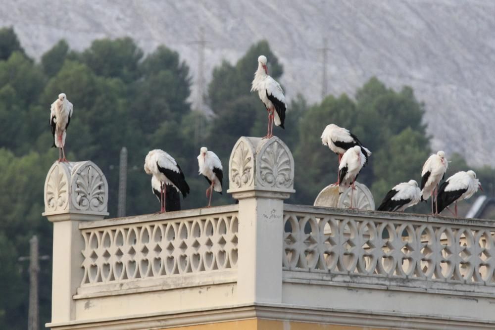 Un grup de cigonyes fa parada a Sallent