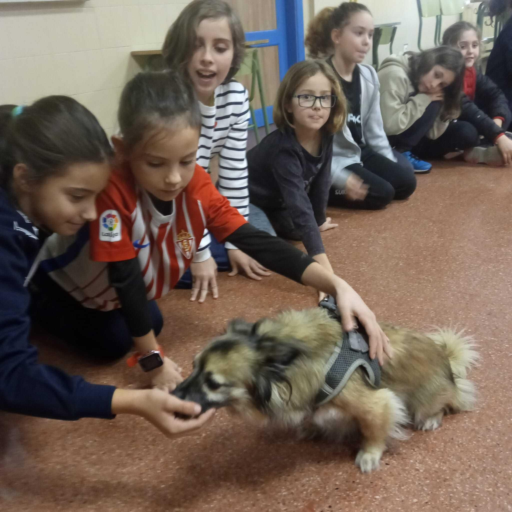 El taller para gestión de emociones con perros en el colegio Cervantes, en imágenes
