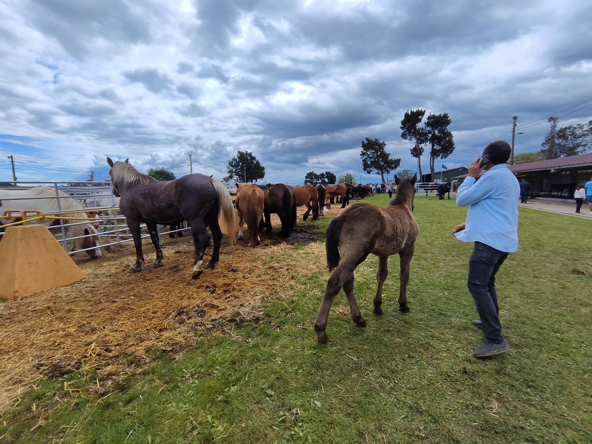 La yegua estrella de la feria de Llanera, en imágenes