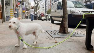 Un perro atado a un banco en Vigo, ayer, sin su responsable.