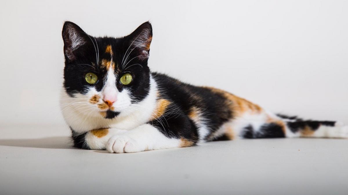 El gato calicó macho es extremadamente raro.