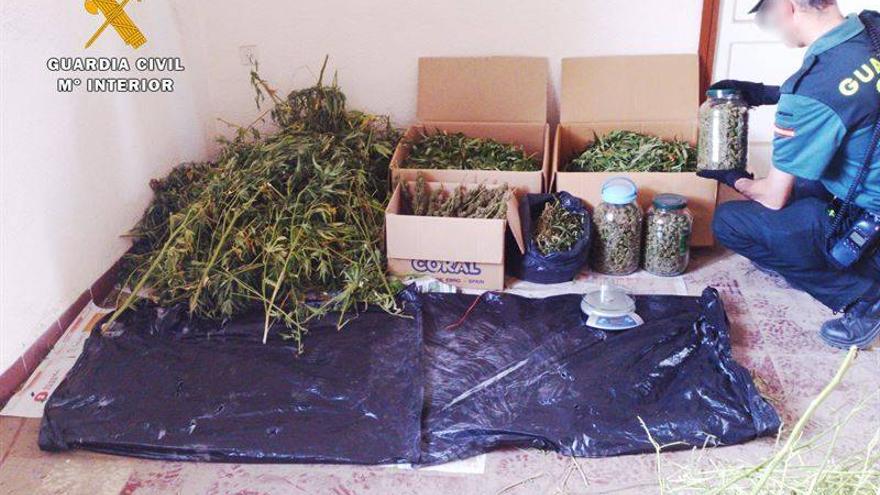 Desmantelan una plantación de marihuana y detienen a dos personas