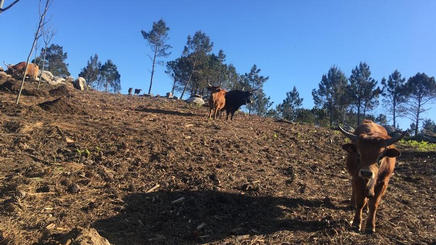 Vacas cachenas en Con da Hedra, donde estos días se plantan especies autóctonas.