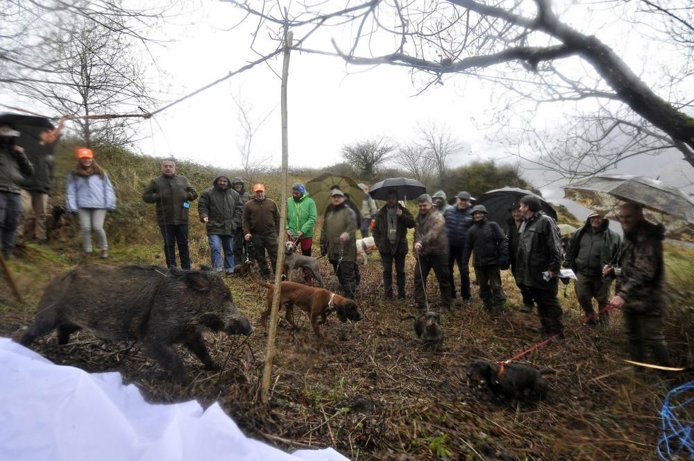 Curso de rastreo con perros de sangre