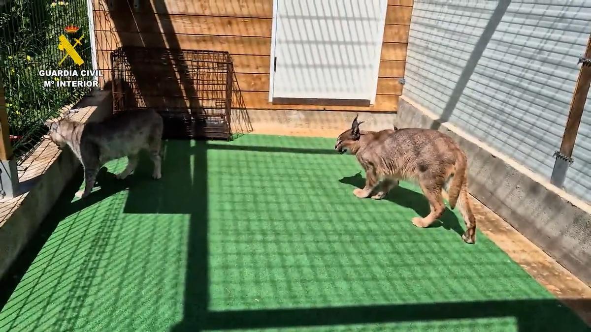 La Guardia Civil desmantela un criadero ilegal de felinos exóticos en Mallorca