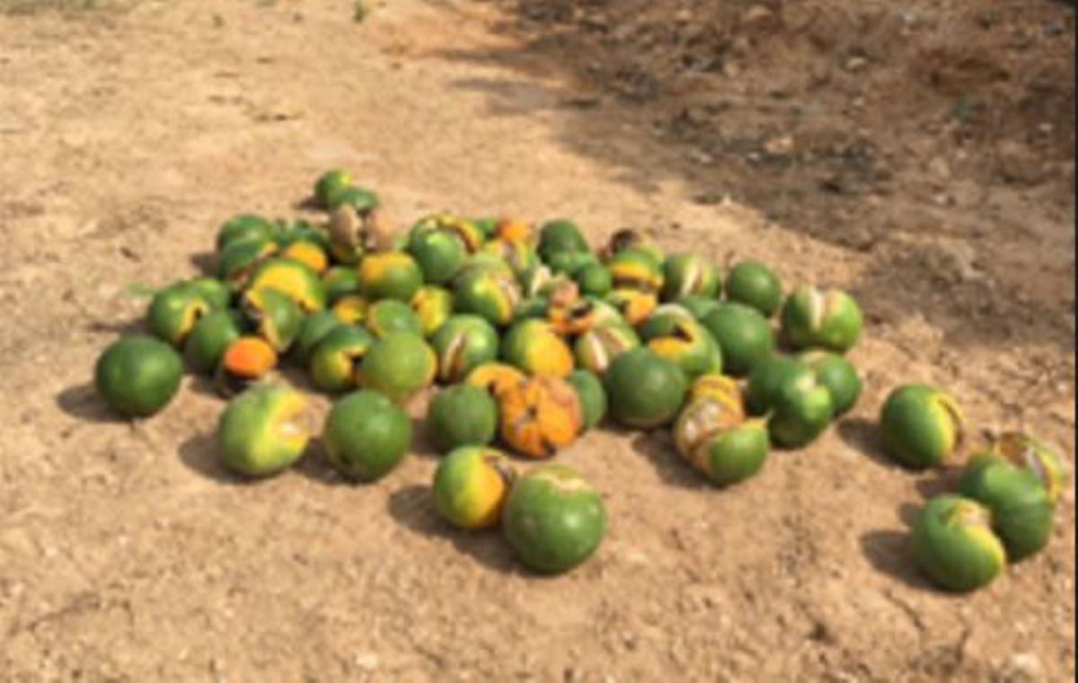 Cítricos afectados por el rajado de la fruta, en una imagen de archivo.