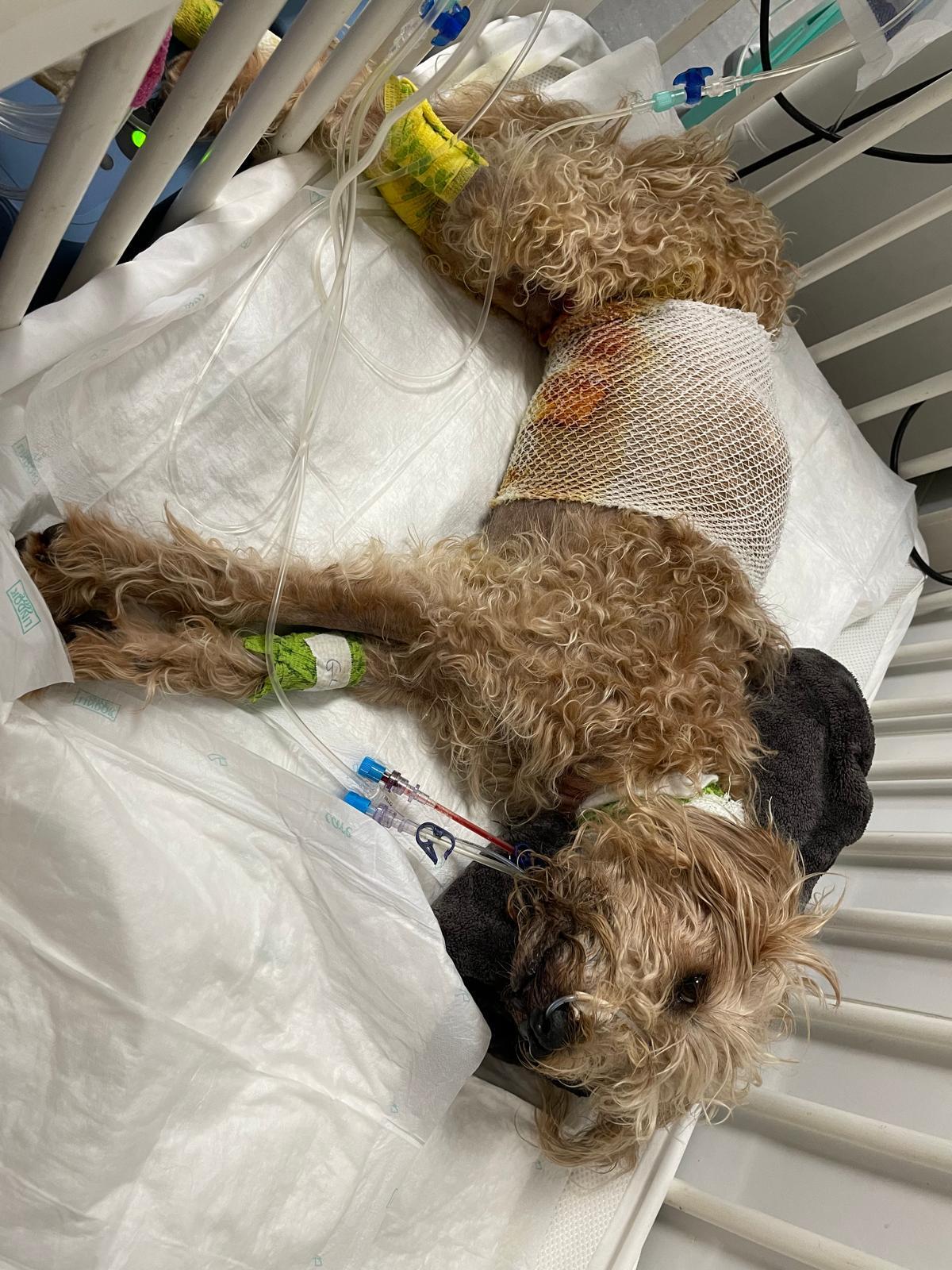 El pequeño caniche después de recibir el disparo del vecino con una escopeta de balines.