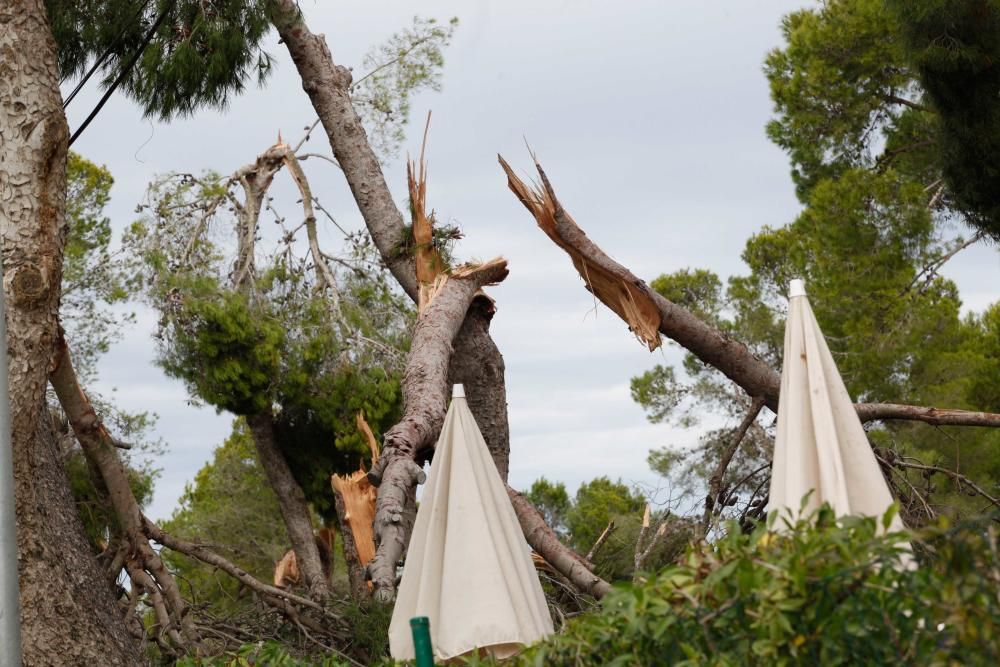 El viento entró por ses Variades y se cebó sobre todo en las zonas de Cala Gració y Can Coix hasta disiparse ya cerca de Santa Agnès