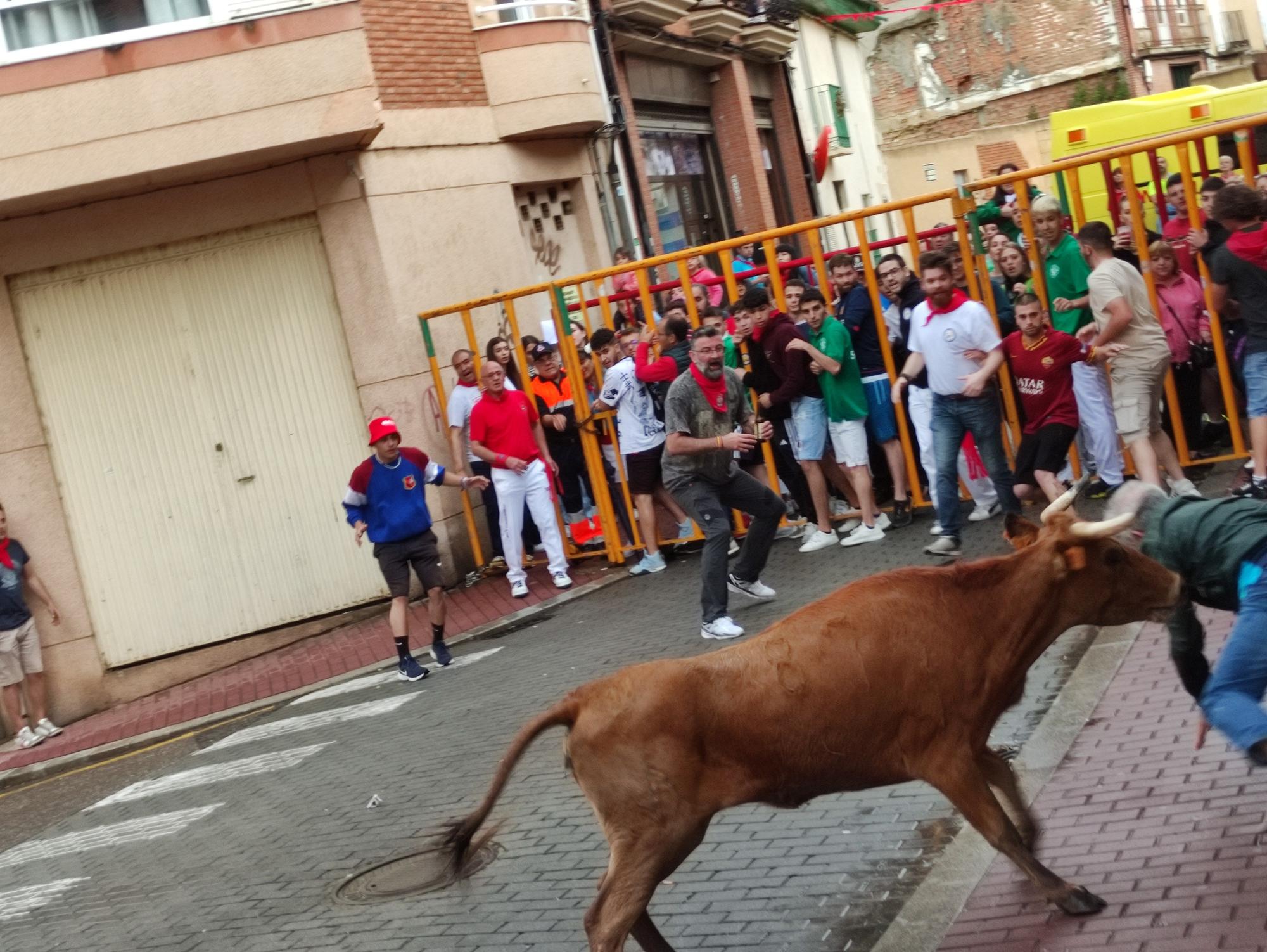 Toro Enmaromado en Benavente: La fiesta del jueves en imágenes