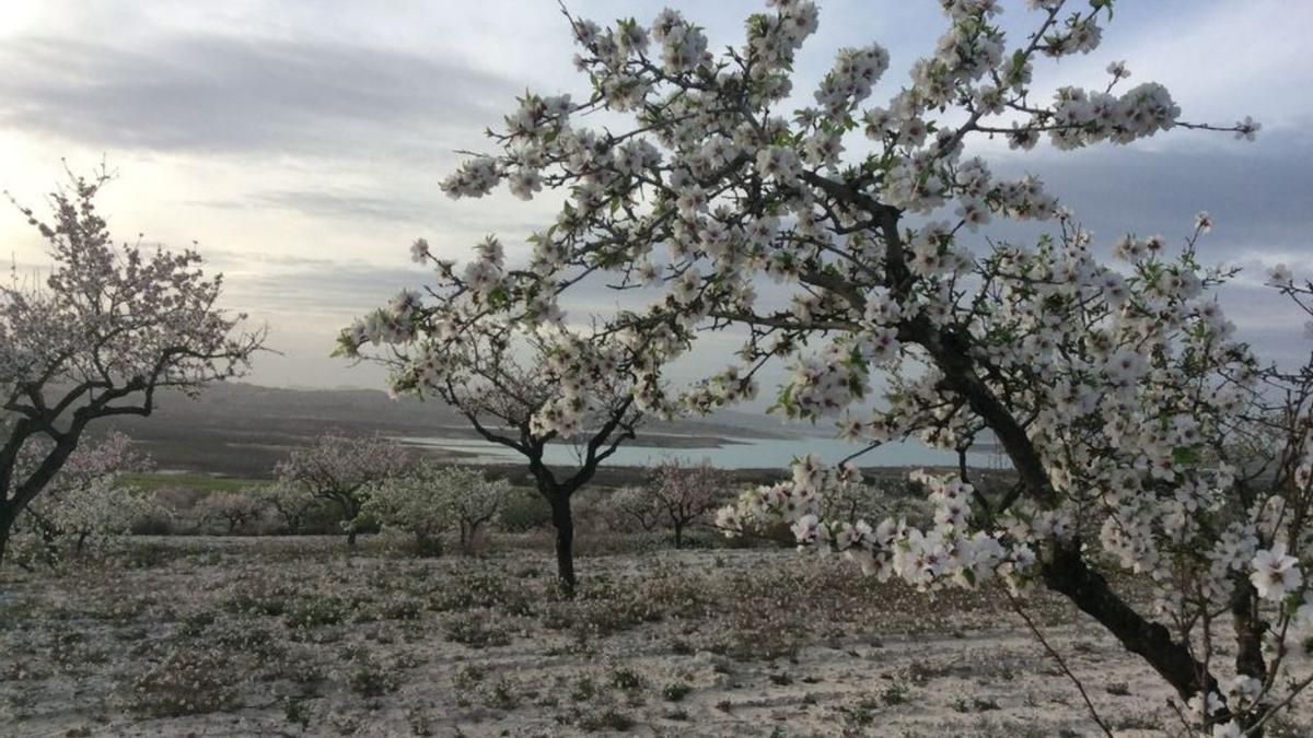 Almendros en flor en Torremendo, junto a La Pedrera. 