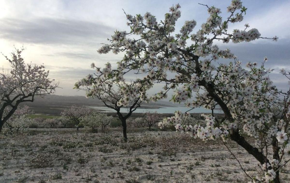Almendros en flor en Torremendo, junto a La Pedrera.  | D. PAMIES