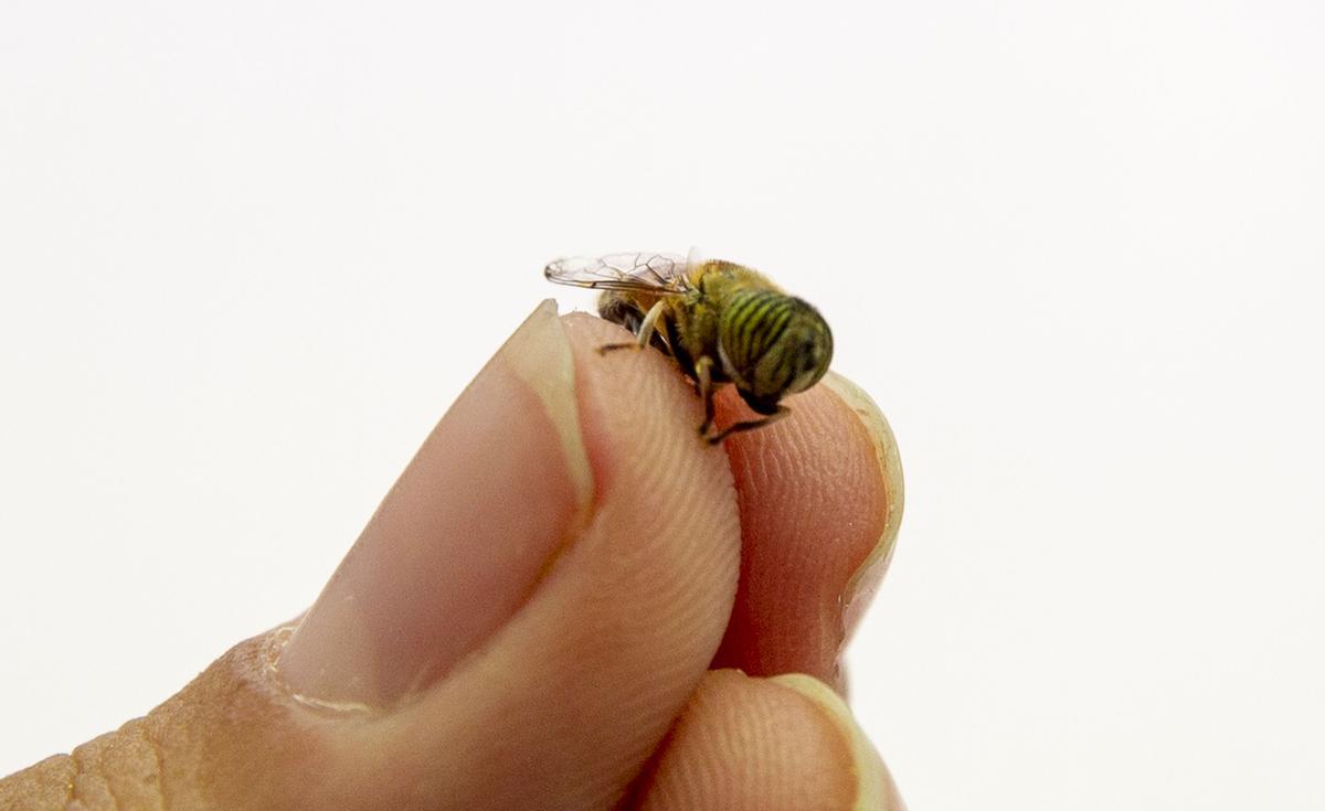 Primer plano de una mosca de las flores, de apariencia similar a las abejas