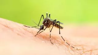 Las olas de calor aumentan las enfermedades exóticas por mosquitos