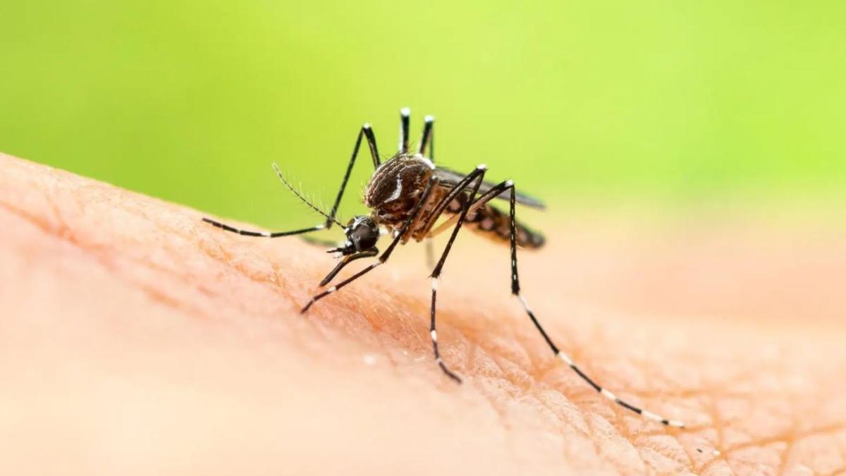 Las olas de calor aumentan las enfermedades exóticas por mosquitos