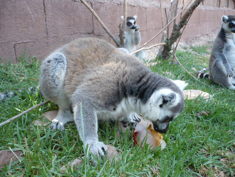 Los animales comen helado en Terra Natura