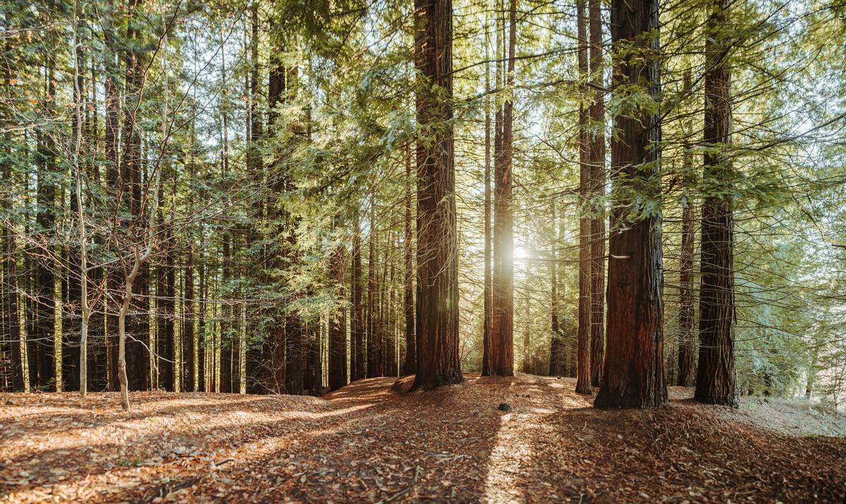 Impresionantes bosques de secuoyas enmarcan el paisaje de este Parque Natural