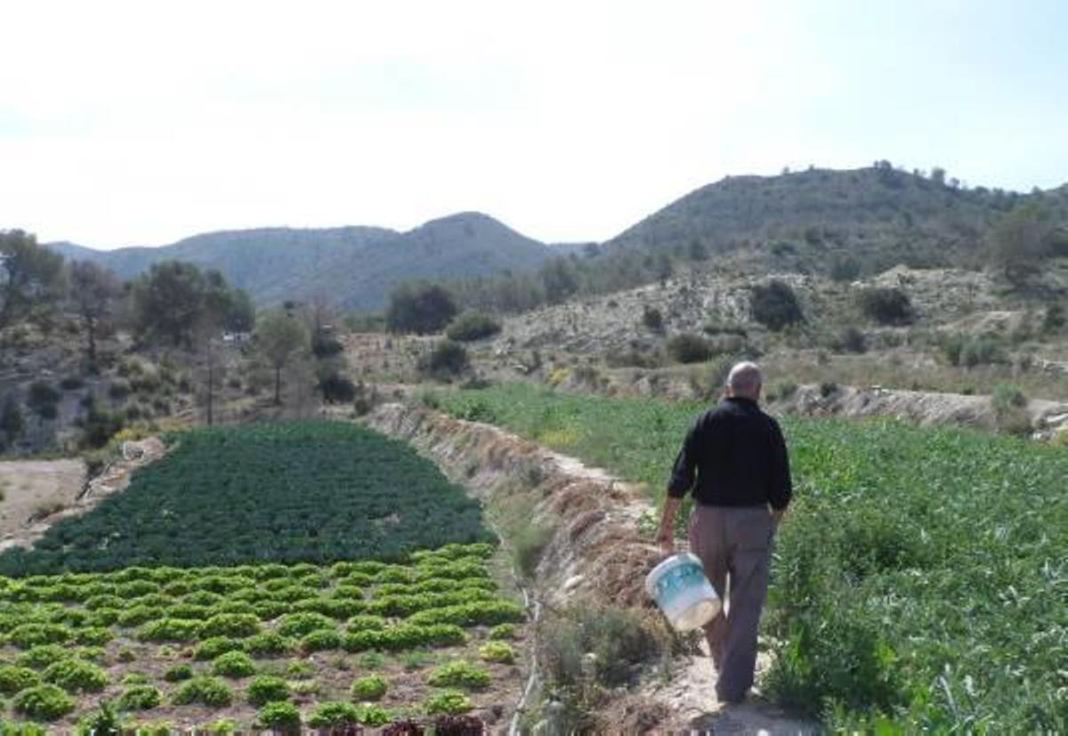 El germen de la huerta alicantina