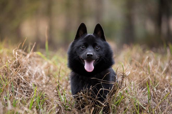 Schipperke, perros inteligentes