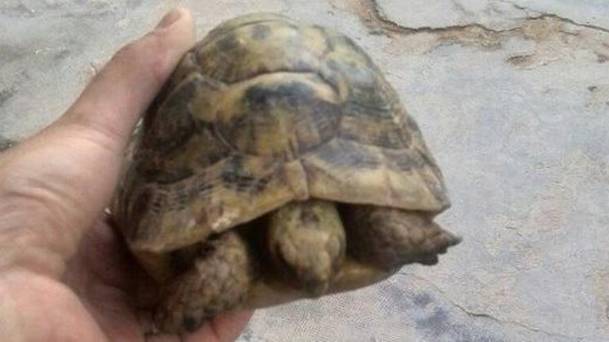 Una de las tortugas encontradas en la Senda de Granada.