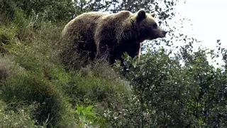 Ataques de oso en el Llosorio: los ganaderos denuncian la muerte de dos de sus animales