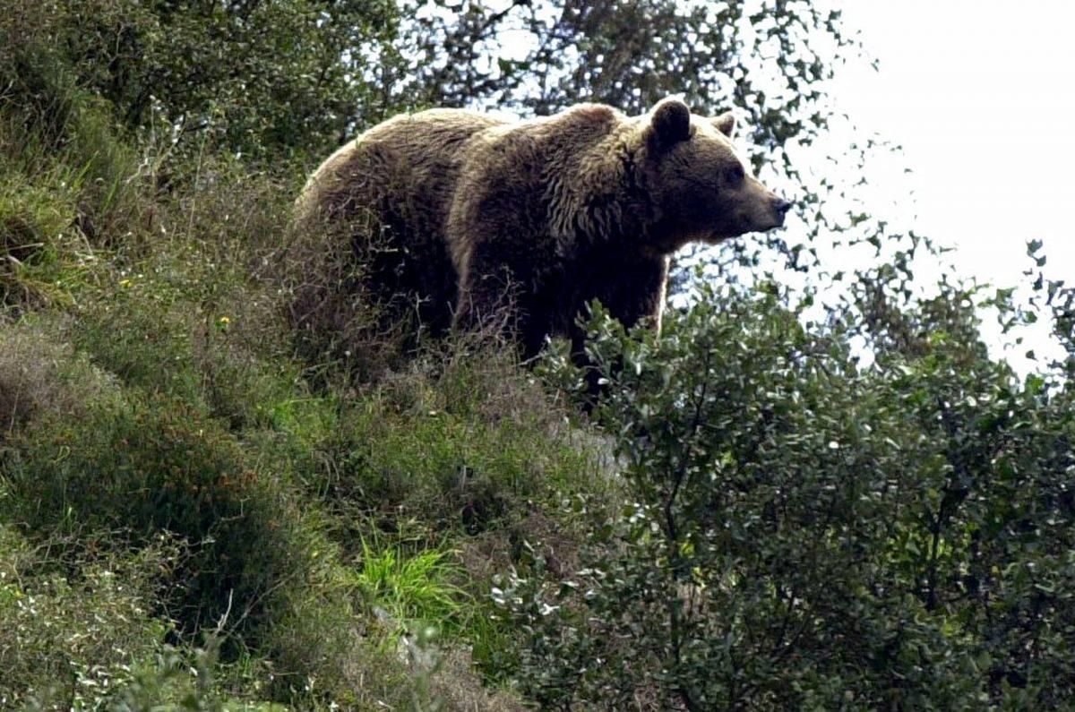 Ejemplar de oso pardo en Asturias.